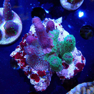 Stylophora pistillata