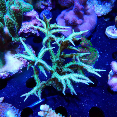Seriatopora hystrix
