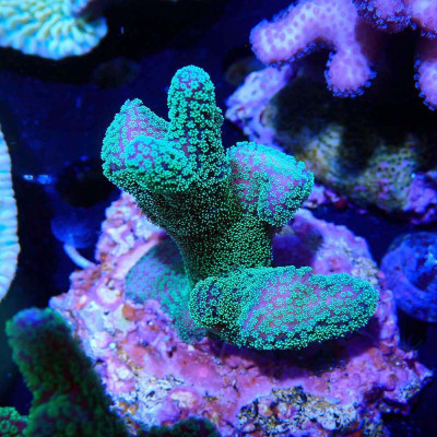 Stylophora pistillata