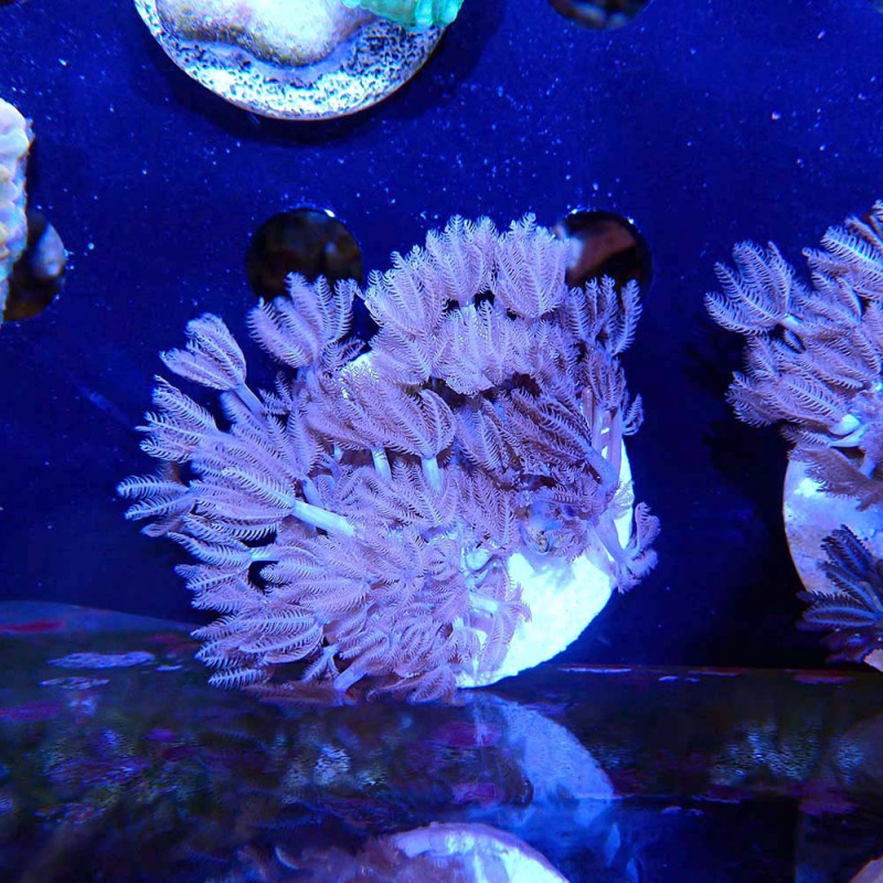 Xenia pumping sp.