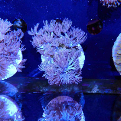 Xenia sp. Xenia sp.