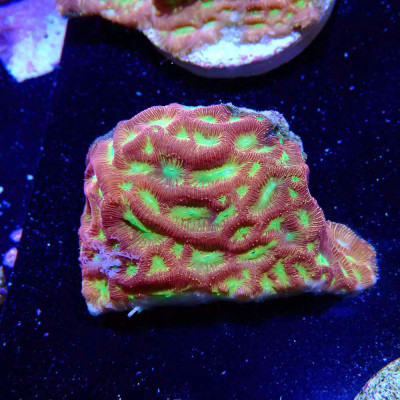 Leptoseris JF Jack O Lantern Leptoseris JF Jack O Lantern