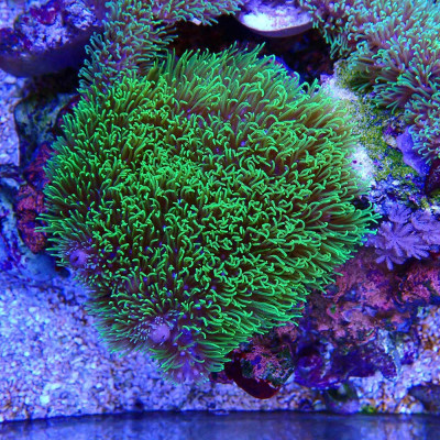 Briareum Vert Fluo