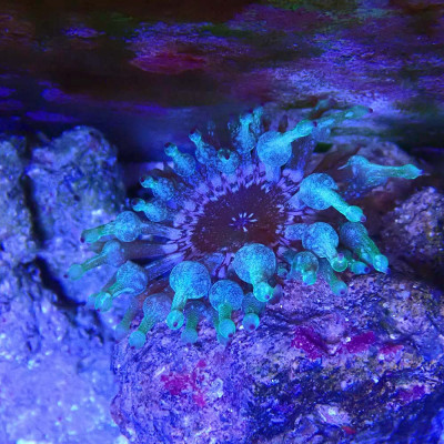 Entacmea quadricolor- Anemonen
