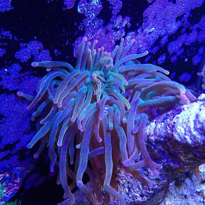 Entacmea quadricolor- Anemone
