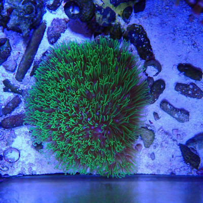 Briareum Vert Fluo