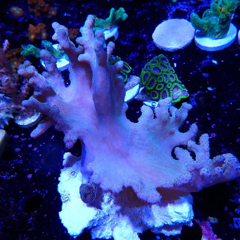 Sinularia sp.
