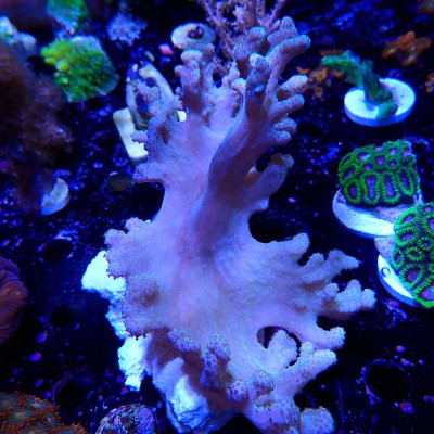 Sinularia en WYSIWYG chez Récif'All Sinularia en WYSIWYG chez Récif'All