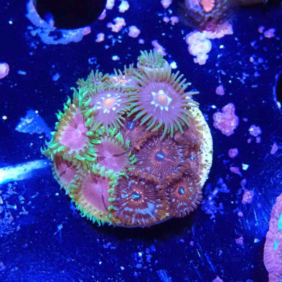 Zoanthus Ultra- Coraux en VPC Zoanthus Ultra- Coraux en VPC