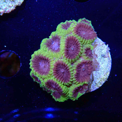 Favia sp. Wolverine