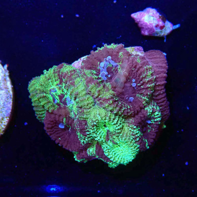 Favia sp. Yellow Snow