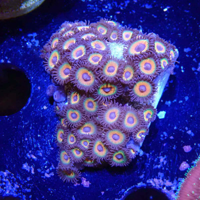 Zoanthus Ultra Sweet Tart Zoanthus Ultra Sweet Tart