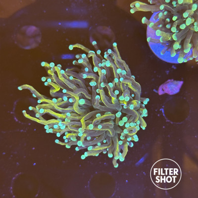 Euphyllia glabrescens Hellfire Euphyllia glabrescens Hellfire