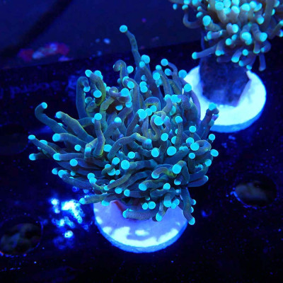 Euphyllia glabrescens Euphyllia glabrescens