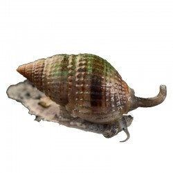 Stombus spp.- Escargot Conche