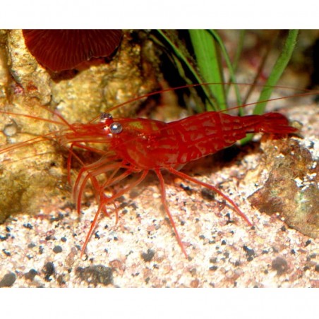Lysmata wurdemanni- Crevette Mangeuse d'Aiptasias Lysmata wurdemanni- Crevette Mangeuse d'Aiptasias