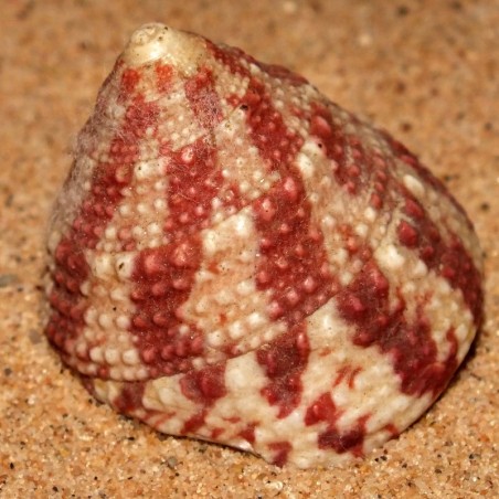 Trochus radiatus Trochus radiatus