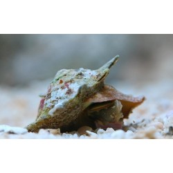 Astralium sp.- Escargot mangeur d'algues