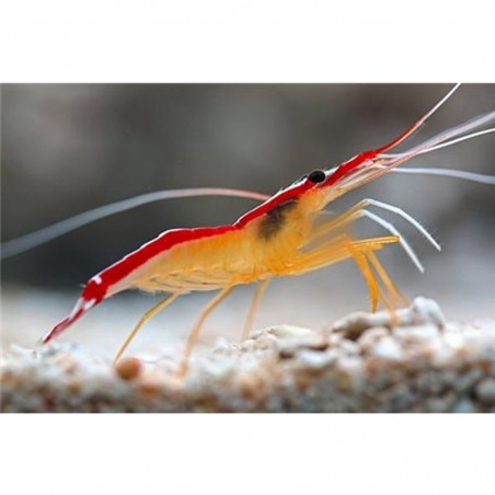 Lysmata amboinensis- Crevette barbier Lysmata amboinensis- Crevette barbier