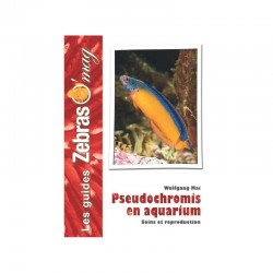Pseudochromis en aquarium- Guide de soins et reproduction