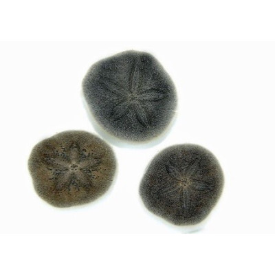 Brissus spp.- Oursin dollar