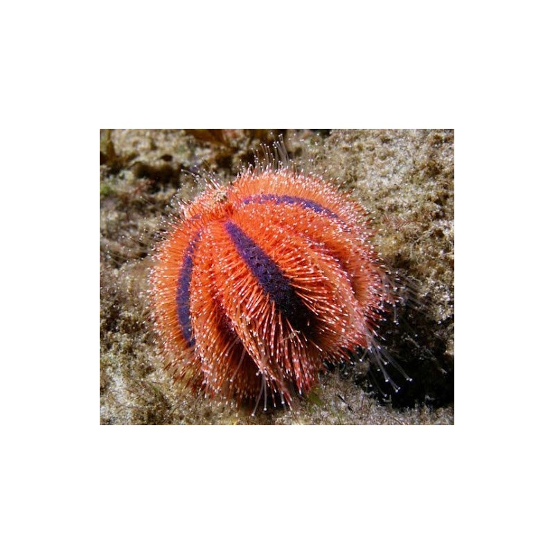 Mespilia globulus rouge- Elevage