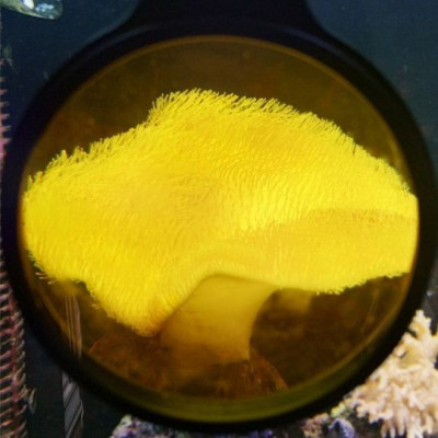 Flipper DeepSee Max 5" - Filter orange Flipper DeepSee Max 5" - Filter orange