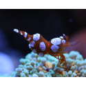 Thor amboinensis- Crevette sexy