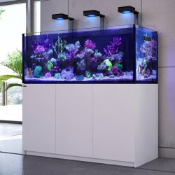 RED SEA REEFER Deluxe XL 525- Blanc