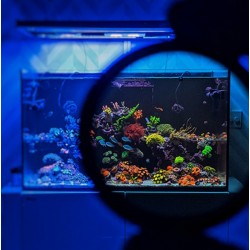 D-D Coral Colour Lens XL- Clip pour téléphone