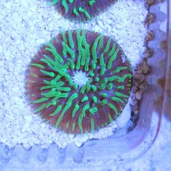Cycloseris Fluo Green Polyps / Purple- S