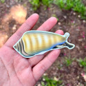 LAZY COFFEE DESIGN Tiger Conch Snail Sticker - Autocollant