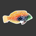 LAZY COFFEE DESIGN Leopard Wrasse Sticker - Autocollant