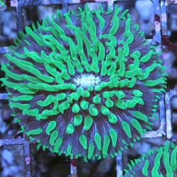 Fungia Fluo Green Polyps / Purple
