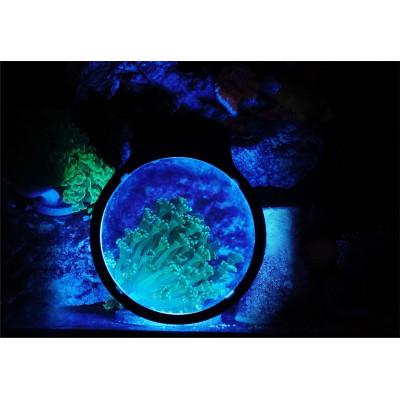 Maxspect Pastel Reef Magnifier M- Loupe pour aquarium Maxspect Pastel Reef Magnifier M- Loupe pour aquarium