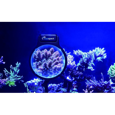 Maxspect Pastel Reef Magnifier L - Lupe für Aquarien
