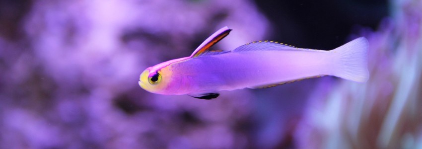 Stérilisateur UV pour aquarium