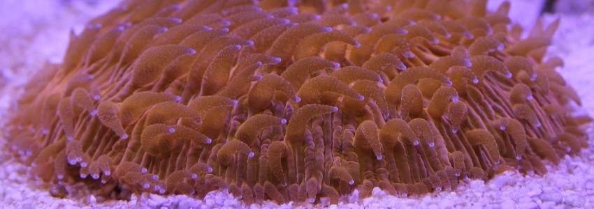 Poudre pour coraux