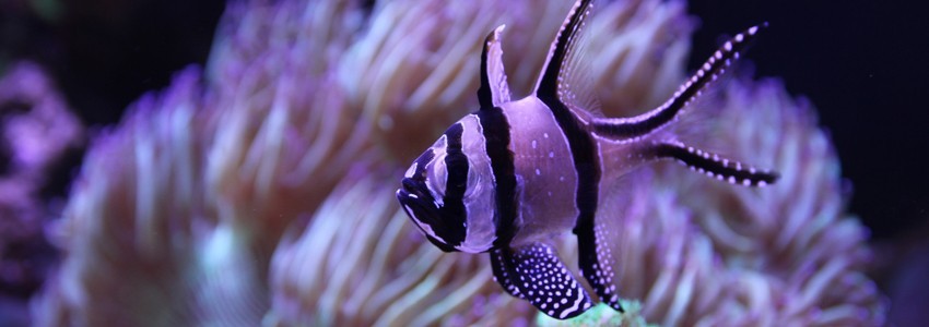 Eclairage LED Kessil pour aquarium d'eau de mer