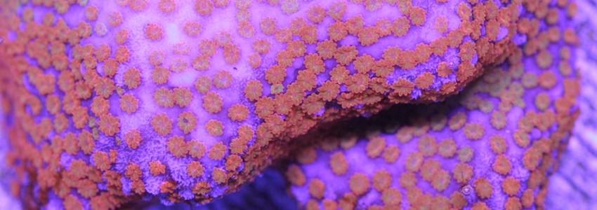 Gamme Fauna Marin Elementals