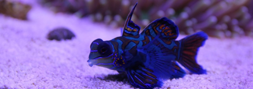 Spezialist für Meerwasseraquarien in der Schweiz