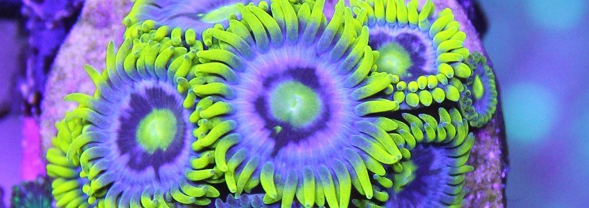 Ersatzteile für Maxspect-Geräte