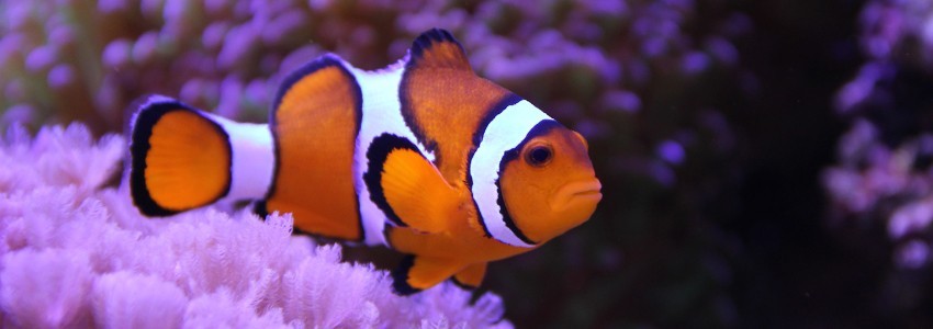 Eclairage pour aquarium d'eau de mer