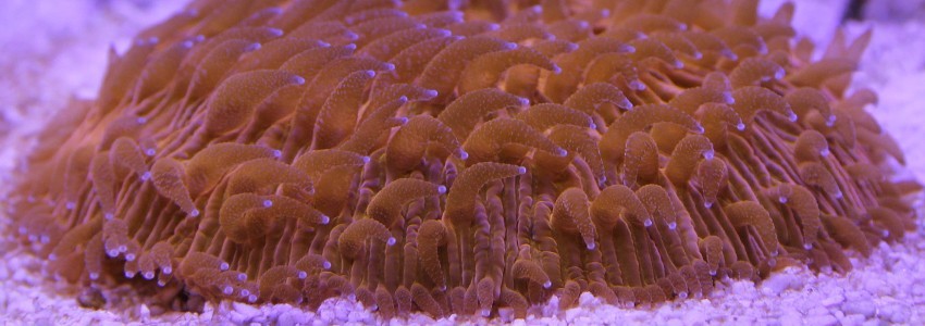 UVC-Glühbirne für das Aquarium