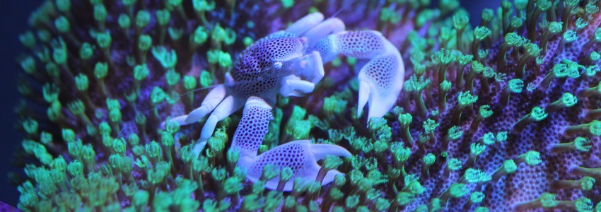 Eclairage LED Reef Breeders (ex: Evergrow)
