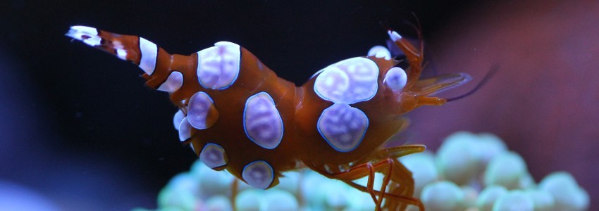 Crevette pour aquarium d'eau de mer