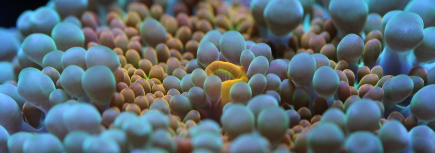 Oursin pour aquarium récifal