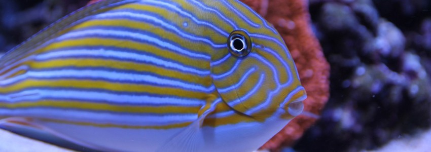 Aquariums d'eau de mer et récifaux en Suisse