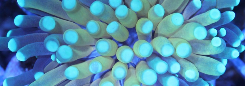 Désinfectant et anti-planaires pour coraux d'aquarium marin