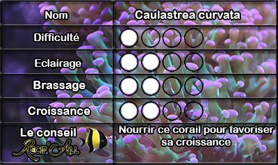 Caulastrea%20curvata.jpg